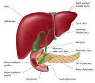 obat penyakit liver